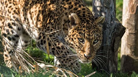 all protected areas with the north china leopard